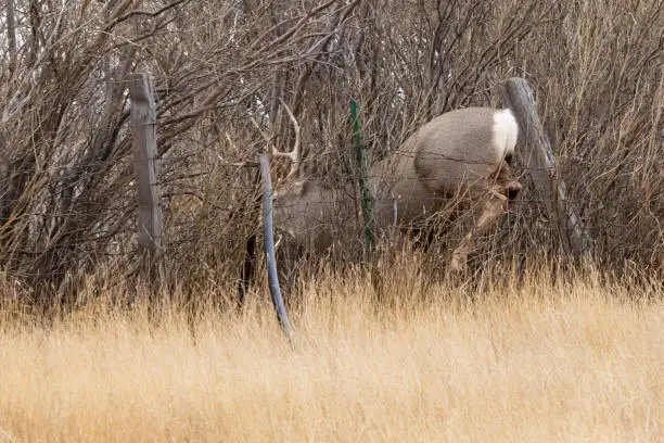 Photo of Deer coming down as it jumps over fence