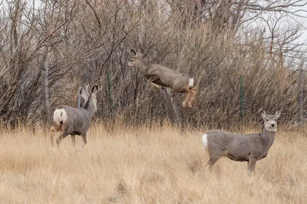 Photo of Deer starting his jump over fence