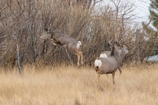 Photo of Stag deer starting his jump over fence