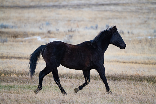 Big strong black horse