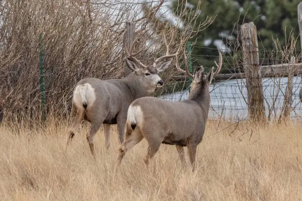 Photo of Deer herd in grassy field stop to look at camera