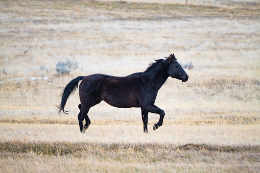 equestrian sport