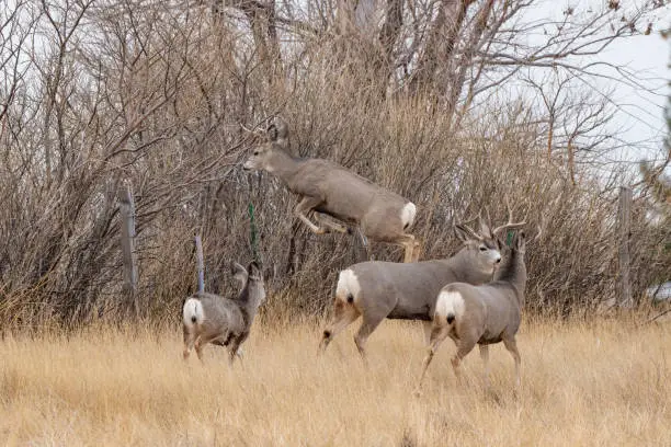 Photo of Stag deer starting his jump over fence