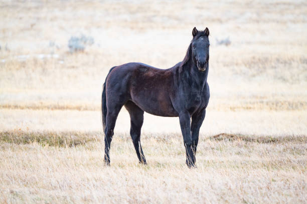 Big strong black horse