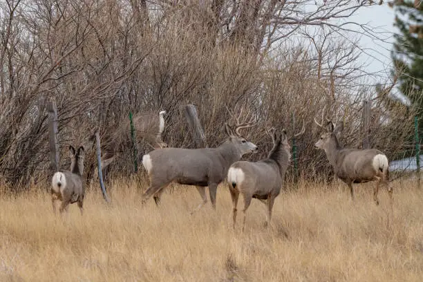 Photo of Deer coming down as it jumps over fence