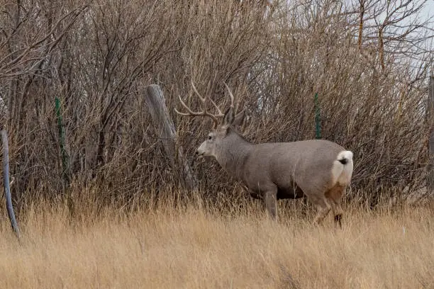 Photo of Stag deer starting his jump over fence