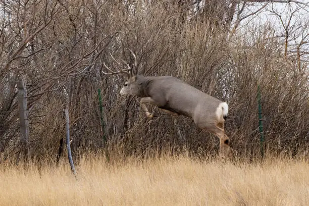 Photo of Stag deer starting his jump over fence