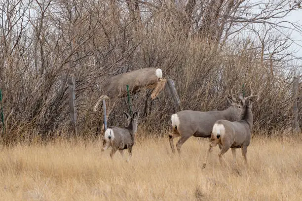 Photo of Deer coming down as it jumps over fence