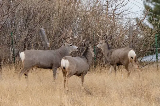 Photo of Deer herd in grassy field stop to look at camera