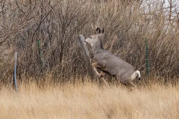 Photo of Deer starting jump over fence