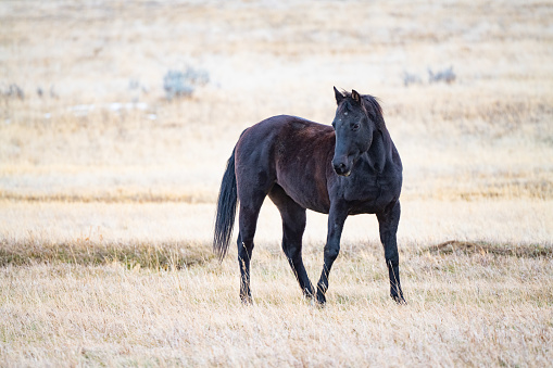 Big strong black horse