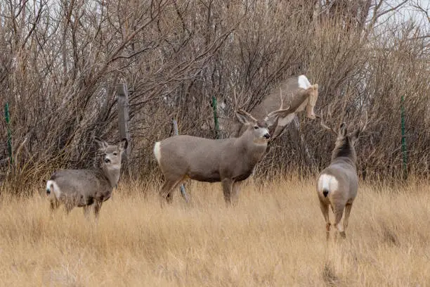 Photo of Stag deer completing his jump over fence