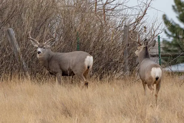 Photo of Deer herd in grassy field stop to look at camera