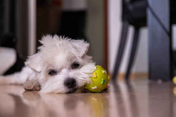 istock Tired Maltese dog trying to have a nap 1287704100