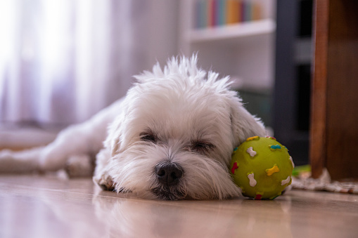 Cute Maltese dog having a nap on floor at apartment