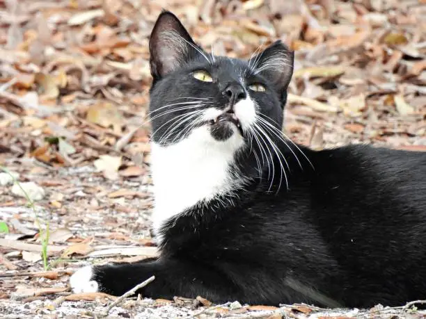 Feral Cat profile