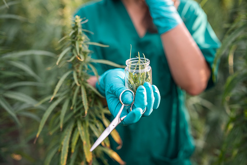 Unrecognizable person takes a sample from cannabis plantation.