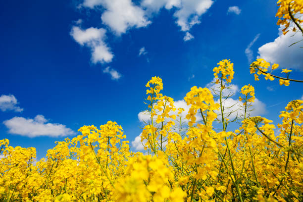 istock Close view of rapeseed canola flower over blue sky 1287706366