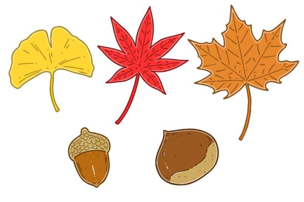 herbstlaubblätter und nüsse. herbst ahornblätter und nüsse. - sugar maple stock-grafiken, -clipart, -cartoons und -symbole