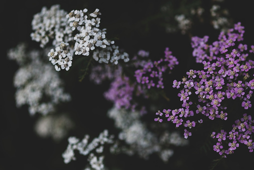 dark botanical background, white and purple yarrow flowers on black
