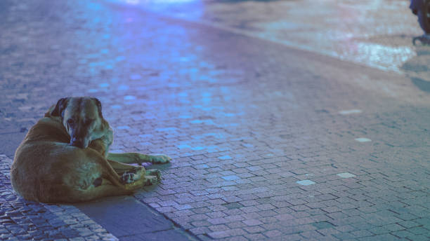 istock An unhappy stray dog ​​lying  down in the empty street at night. 1287714576