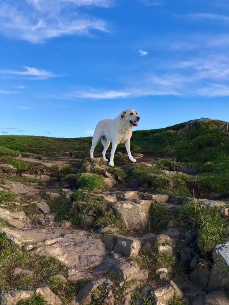 istock Labrador Retriever Holy Island 1287714580