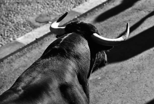 istock Horns of bull 1287715156