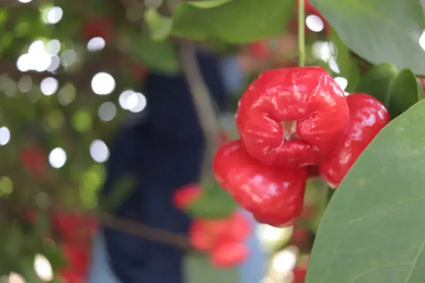 Close up of ripe red roseapple rose apple hang on tree at the garden, exotic fruit