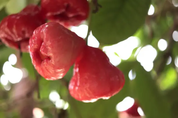 Close up of ripe red roseapple rose apple hang on tree at the garden, exotic fruit