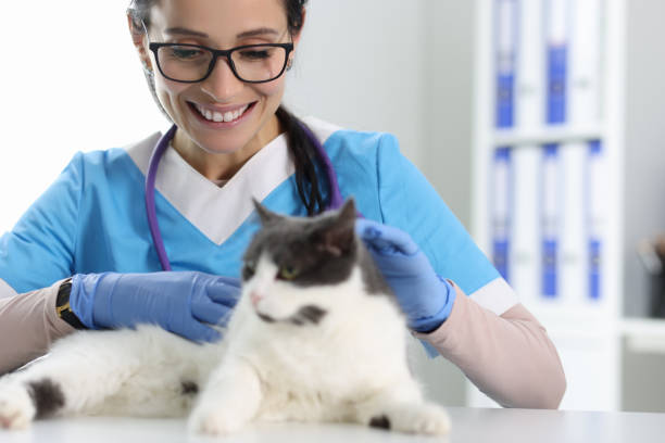 istock Veterinarian at the reception examines the cat. 1287719043