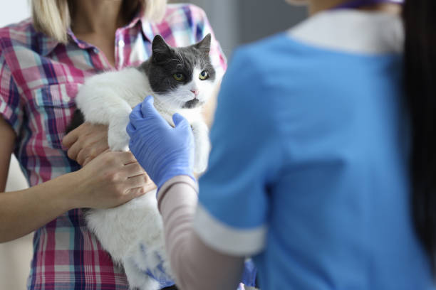 istock Cat was brought to veterinarian's appointment closeup 1287719046