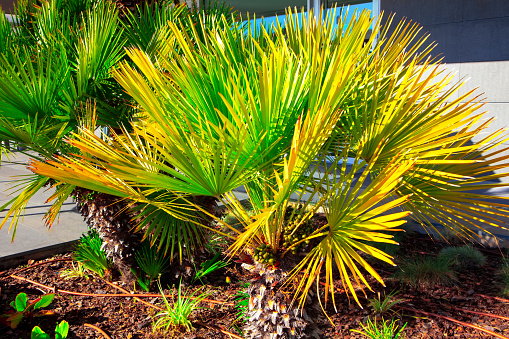Palmetto Fan Leaves . Tropical vegetation street decoration