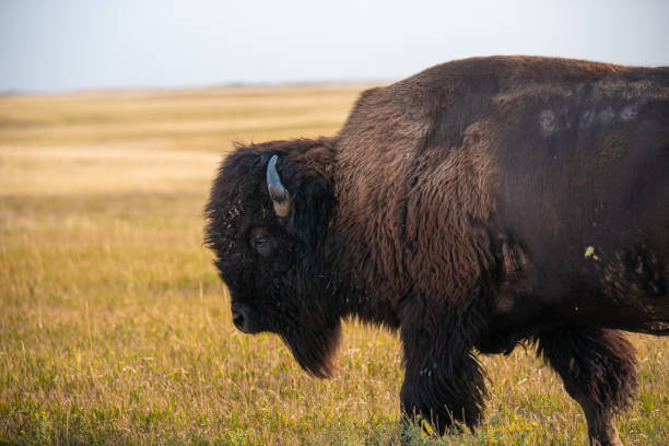 istock Bison in Badlands National Park 1287722605