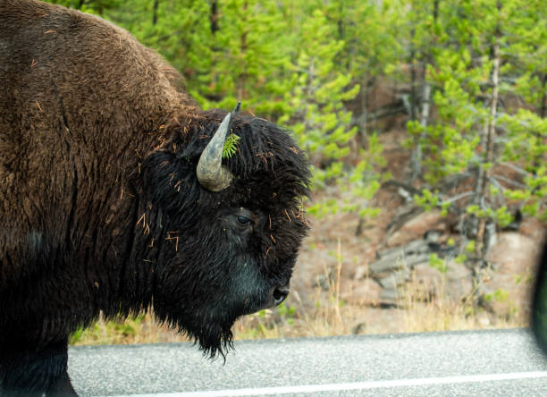 istock Bison in Yellowstone National Park 1287722663
