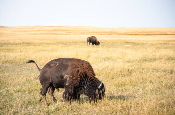 зубр pooping в бадлендс национальный парк - badlands prairie landscape badlands national park стоковые фото и изображения