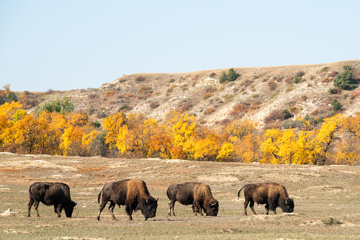 Four bison in a prairie in Teddy Roosevelt National Park.