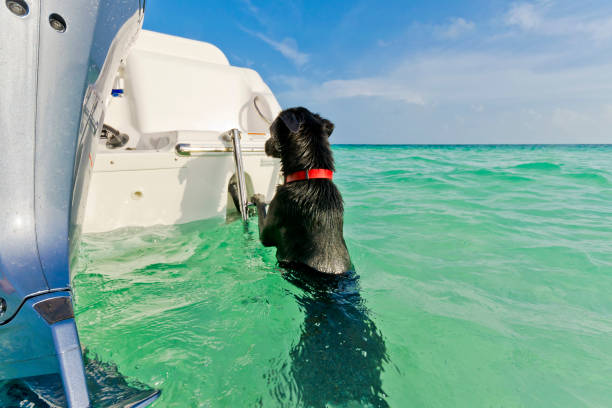 istock A black dog hangs on a ladder on a boat in shallow tropical waters. 1287723202