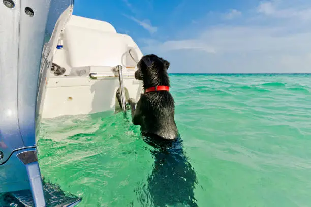 Photo of A black dog hangs on a ladder on a boat in shallow tropical waters.