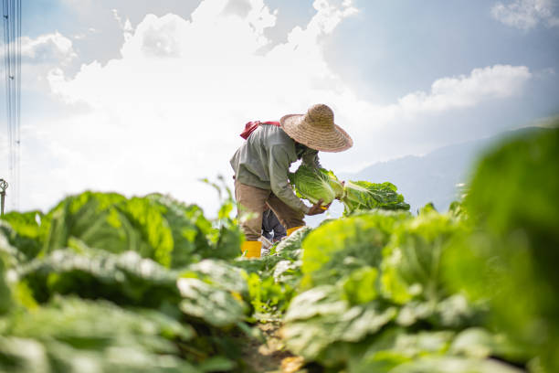 Two Asian male farmers harvesting and packing cabbage on fields