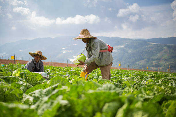 istock Two Asian male farmers harvesting and packing cabbage on fields 1287726047
