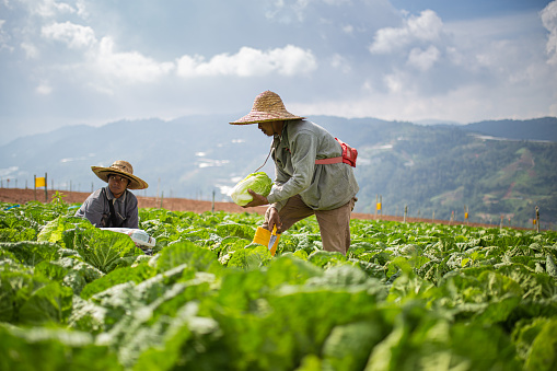 Two Asian male farmers harvesting and packing cabbage on fields