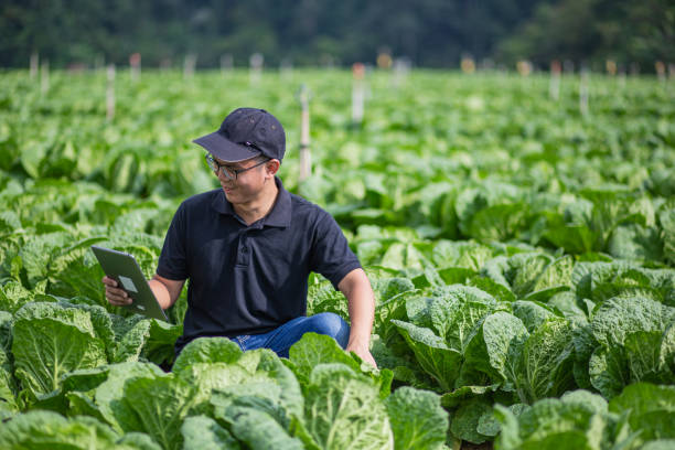 istock Asian Chinese Farmer exanimate his farm using digital tablet. 1287726064