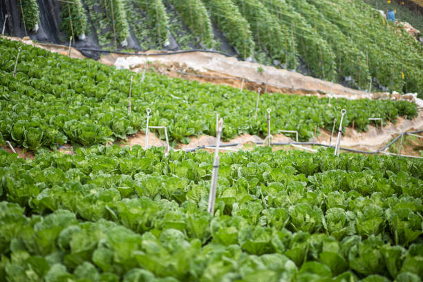 Organic plants growing in highland field