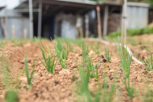 Organic plants growing in highland field