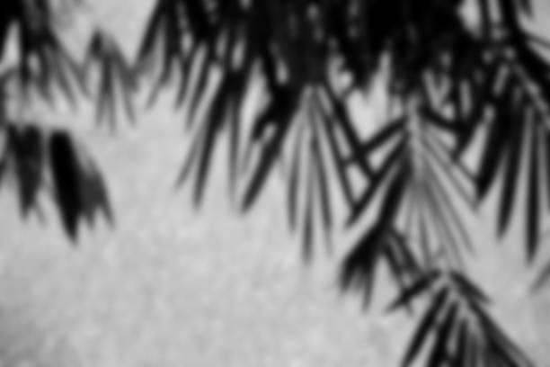 istock Blurred bamboo branches and leaves in black and white tone for soft blur background 1287726718