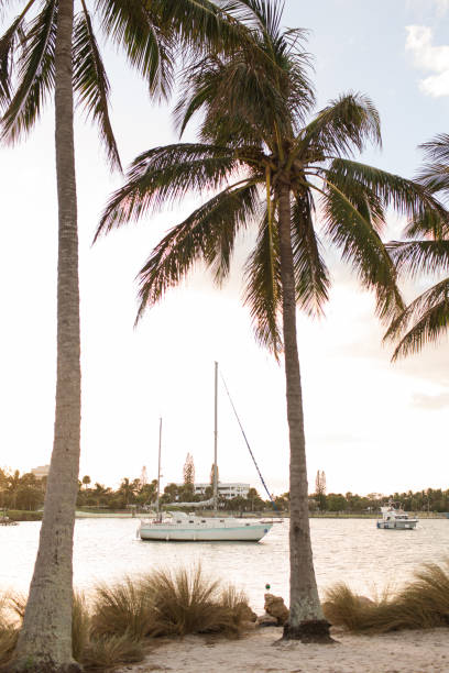 Tropical Palm Trees & Ocean Views in Jupiter, Florida