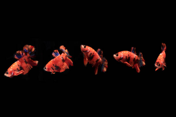 istock Collage Small Beautiful Orange Nemo Betta fish or Cupang or Siamese Fighting Fish, at Black background 1287729737