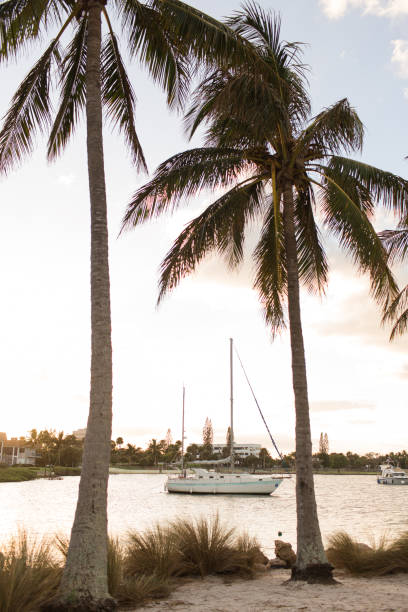 istock Tropical Palm Trees & Ocean Views in Jupiter, Florida 1287730054