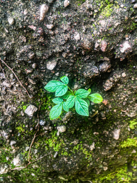 istock small green tree on top of old wall 1287730058