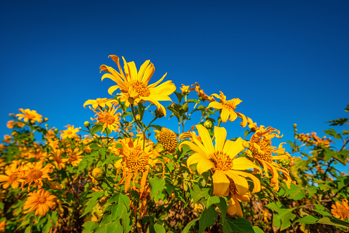 Mexican sunflower ( Tung Bua Tong flower) on blue sky at daytime in Mae Hong Son Province, Thailand.